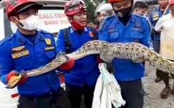 Perut Membesar Usai Makan Ternak, Ular Piton Terjebak di Pipa Loteng Warga Wajo