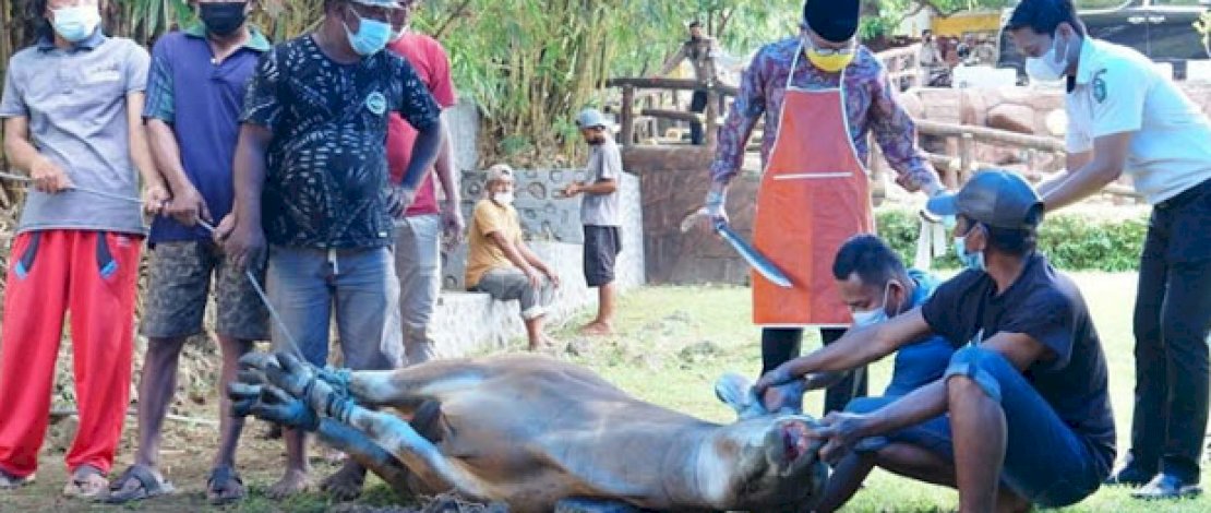Wali Kota Parepare, HM Taufan Pawe memotong sapi kurbannya sendiri.