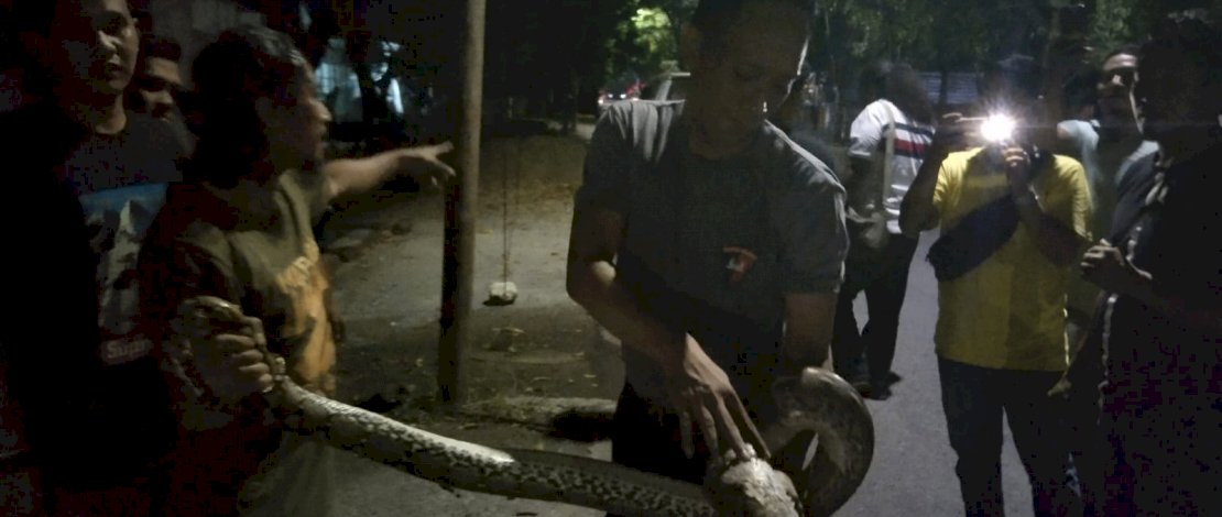 Aksi Heroik Brimob Bone Tangkap Ular Phyton di Area Pemukiman Warga Aksi Heroik Brimob Bone Tangkap Ular Phyton di Area Pemukiman Warga