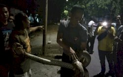 Aksi Heroik Brimob Bone Tangkap Ular Phyton di Area Pemukiman Warga