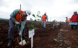 Vale Indonesia Serahkan Lahan 90 Hektar ke Kementerian Lingkungan Hidup