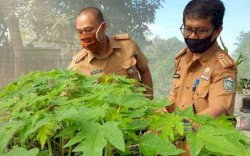 Lewat Inovasi Tokita, Pemkot Parepare Ajak Warga Budidaya Tanaman Obat