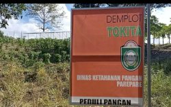 Pemkot Parepare Kembangkan Tanaman Obat Tradisional Lewat Inovasi &lsquo;Tokita&rsquo;