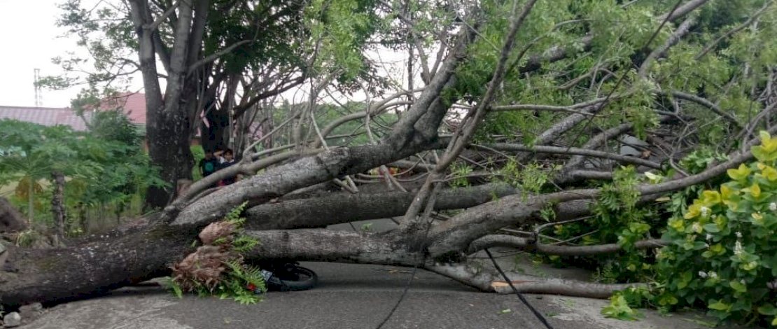 Pohon tumbang di Parepare, menimpa sebuah sepeda motor.