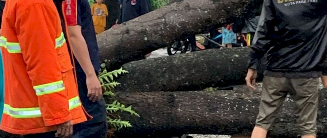 Pohon tumbang di Parepare, menimpa sebuah sepeda motor.