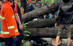 Lompat dari Motor Saat Pohon Tumbang, Pria Parepare Ini Selamat
