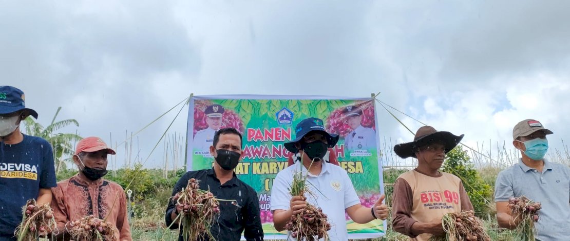 Bupati Bantaeng, Ilham Azikin saat panen bawang bersama dengan warga. Bupati Bantaeng, Ilham Azikin saat panen bawang bersama dengan warga.