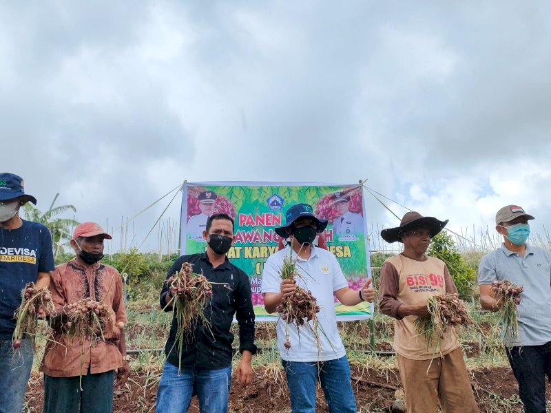 Panen Bawang di Morowa, Ilham Azikin Tampung Aspirasi Petani