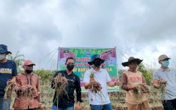 Panen Bawang di Morowa, Ilham Azikin Tampung Aspirasi Petani