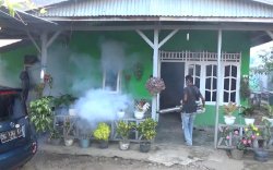 Kasus DBD di Palopo Capai 209, Dua Diantaranya Meninggal Dunia