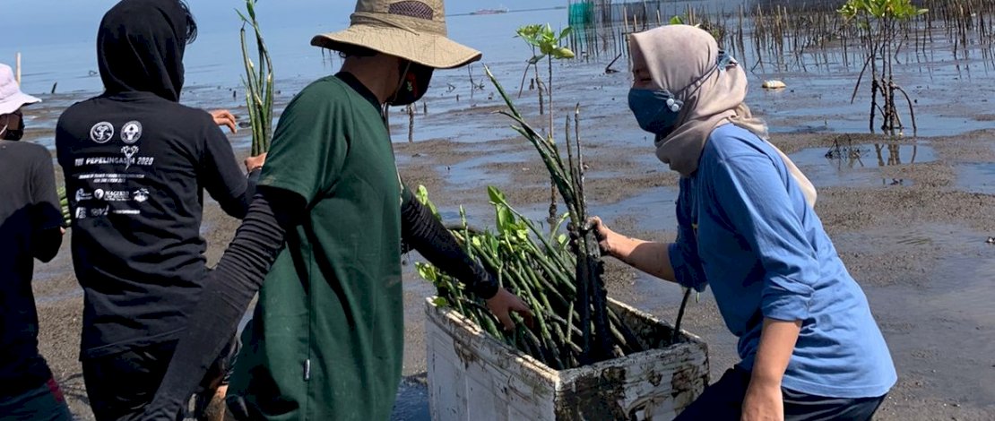 2800 Bibit Mangrove Ditanam Anak Muda Makassar Pada Peringatan Sumpah Pemuda