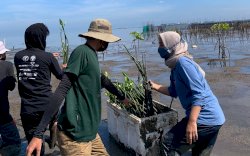 2800 Bibit Mangrove Ditanam Anak Muda Makassar Pada Peringatan Sumpah Pemuda