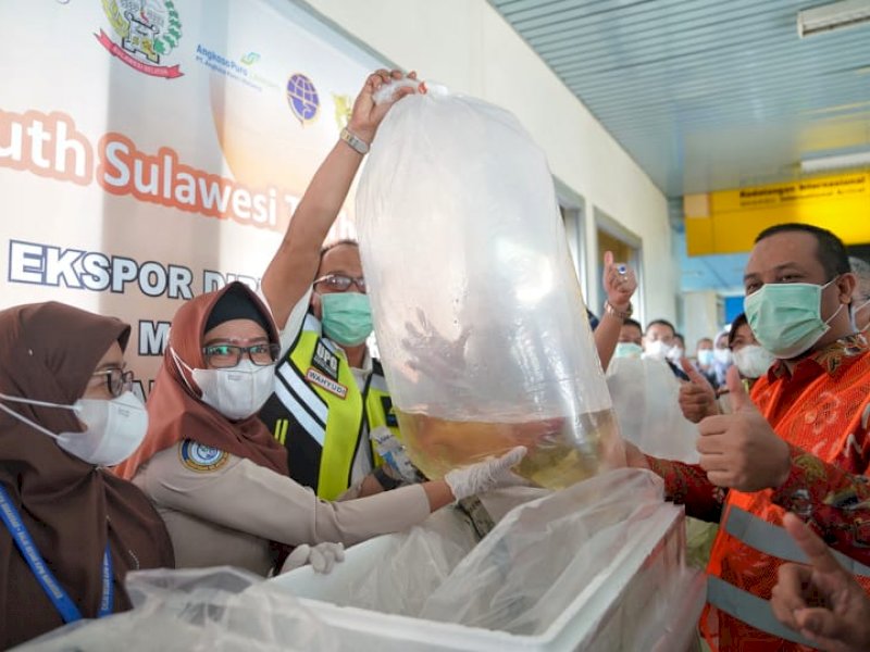 Produk Perikanan Sulsel Senilai Rp 2,5 Miliar Diekspor ke Hongkong