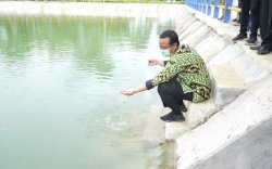 Mantapkan Ketahanan Pangan, Andi Sudirman Tebar Ribuan Benih Ikan Nila di Bone