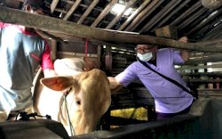 31 Dokter Hewan Periksa dan Obati Ternak Warga Terdampak Erupsi Semeru