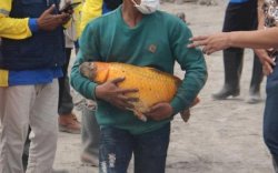 Masya Allah, Tertimbun Awan Panas Erupsi Semeru, Ikan Emas Ukuran Jumbo Masih Hidup