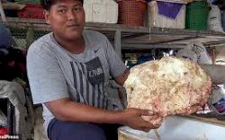 Temukan Muntahan Ikan Paus Harga Milyaran, Lima Orang Ini Tajir Melintir