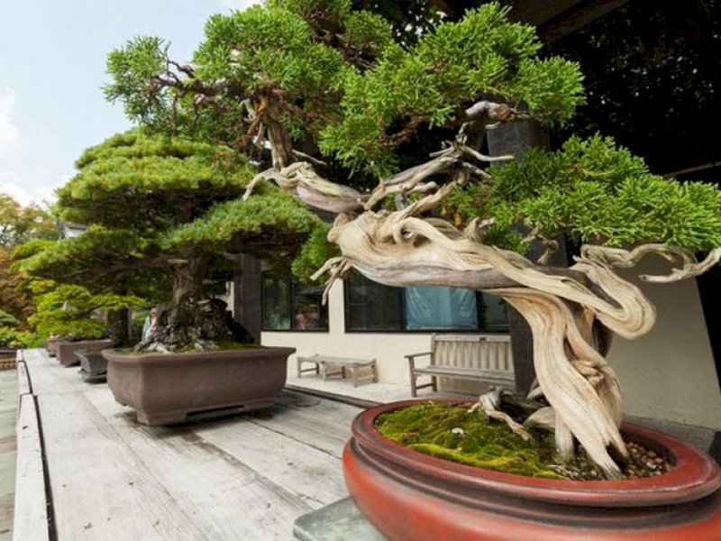 7 Tanaman Bonsai Termahal di Dunia, Harganya Tembus Miliaran