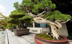 7 Tanaman Bonsai Termahal di Dunia, Harganya Tembus Miliaran