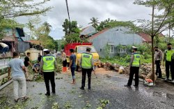 Pohon Tumbang di Selayar Timpa Jaringan Listrik PLN dan Jaringan Telepon 