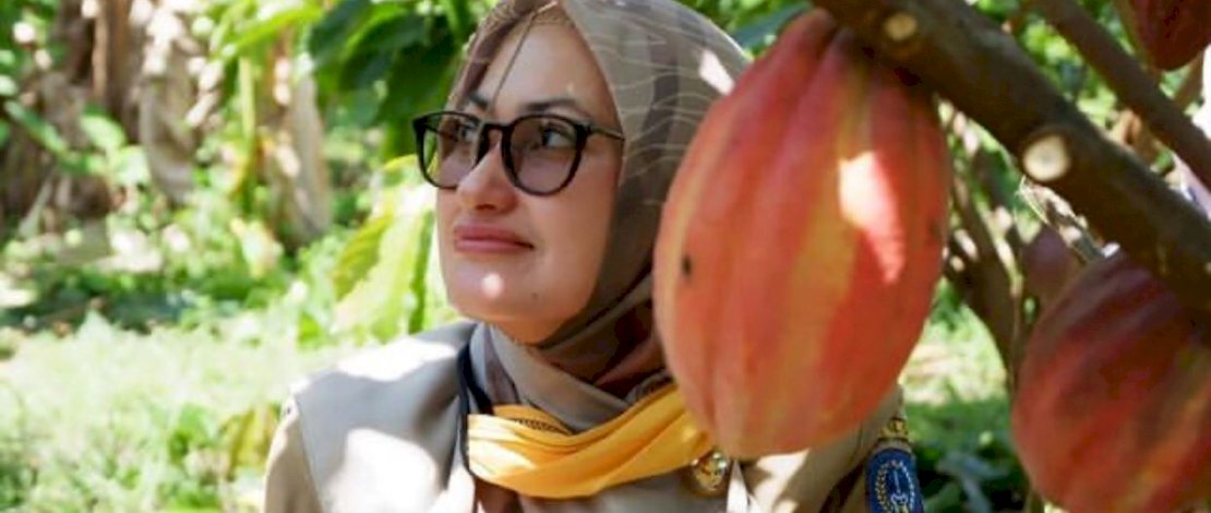Produksi Kakao Sulsel Terbesar di Indonesia, Luwu Utara Sumbang 21,13 Persen