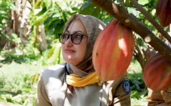 Produksi Kakao Sulsel Terbesar di Indonesia, Luwu Utara Sumbang 21,13 Persen