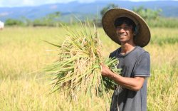 Vale Indonesia Konsisten Dorong Pertanian SRI Organik di Area Pemberdayaan
