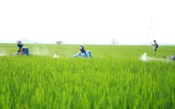 Dukung Program Kementan, Luwu Utara Siap Menjadi Lumbung Pangan