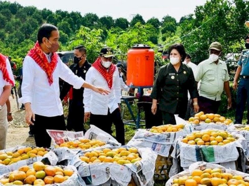 Paten, Ini Langkah Mentan SYL Mengenai Pengembangan Jeruk Nasional