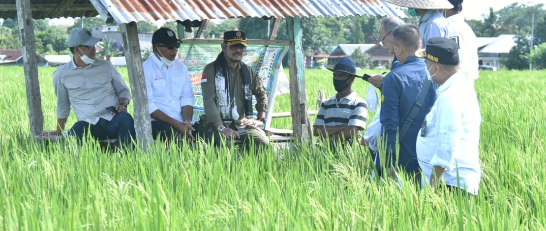 Menteri Pertanian mengunjungi hamparan lahan sawah pengembangan budidaya padi IP400 atau penanaman padi 4 kali setahun di Desa Bialo, Gantarang, Bulukumba, Minggu, 6 Februari 2022. Menteri Pertanian mengunjungi hamparan lahan sawah pengembangan budidaya padi IP400 atau penanaman padi 4 kali setahun di Desa Bialo, Gantarang, Bulukumba, Minggu, 6 Februari 2022.