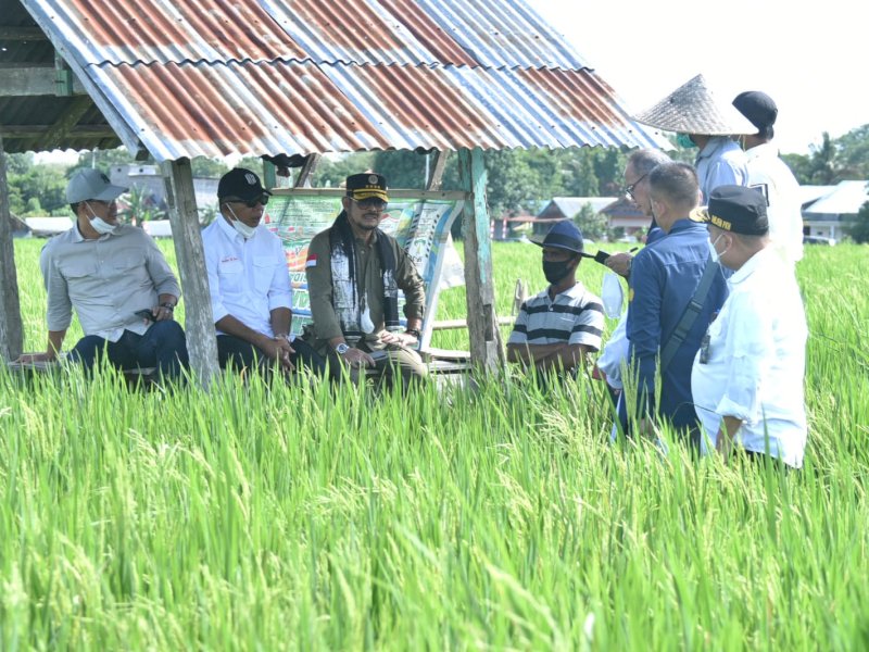 Kunjungi Bulukumba, Mentan SYL Dorong Budidaya Padi IP400