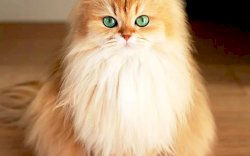 Pecinta Kucing Wajib Tahu! International Cat Competition Akan Diadakan di Makassar Bulan Februari 2022