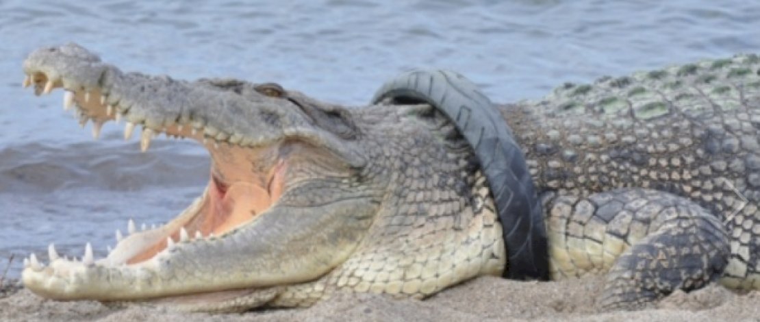 Buaya Berkalung Ban di Palu Akhirnya Berhasil Dievakuasi Setelah 6 Tahun