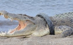 Buaya Berkalung Ban di Palu Akhirnya Berhasil Dievakuasi Setelah 6 Tahun