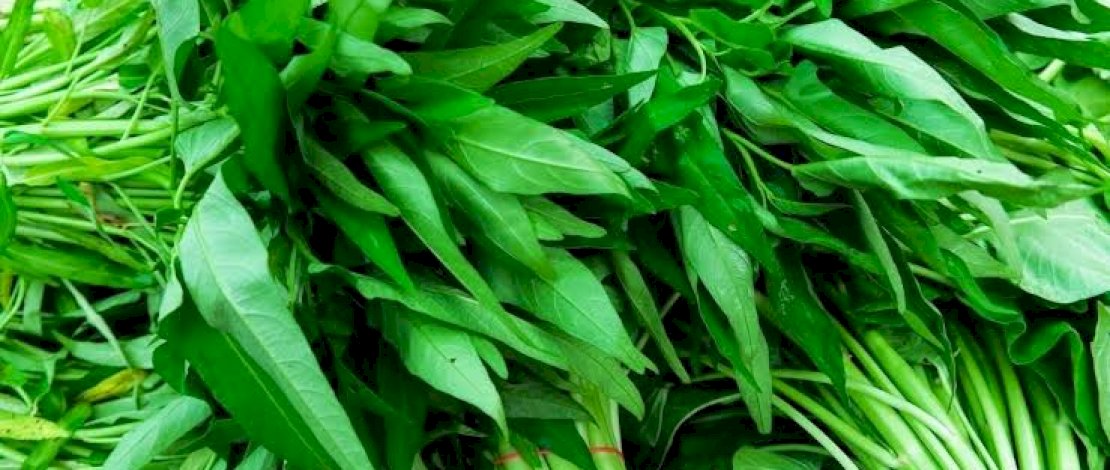 Kangkung Bisa Bikin Kulit Bercahaya dan Awet Muda, Begini Caranya ! 