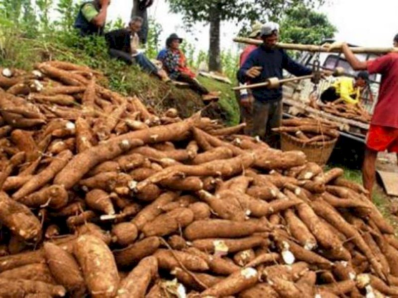 Dongkrak Ekonomi Rakyat, Kementan Bersama MSI Populerkan Singkong Masuk Industri Pangan