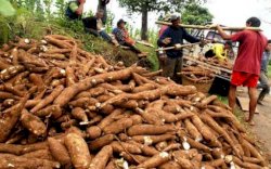 Dongkrak Ekonomi Rakyat, Kementan Bersama MSI Populerkan Singkong Masuk Industri Pangan