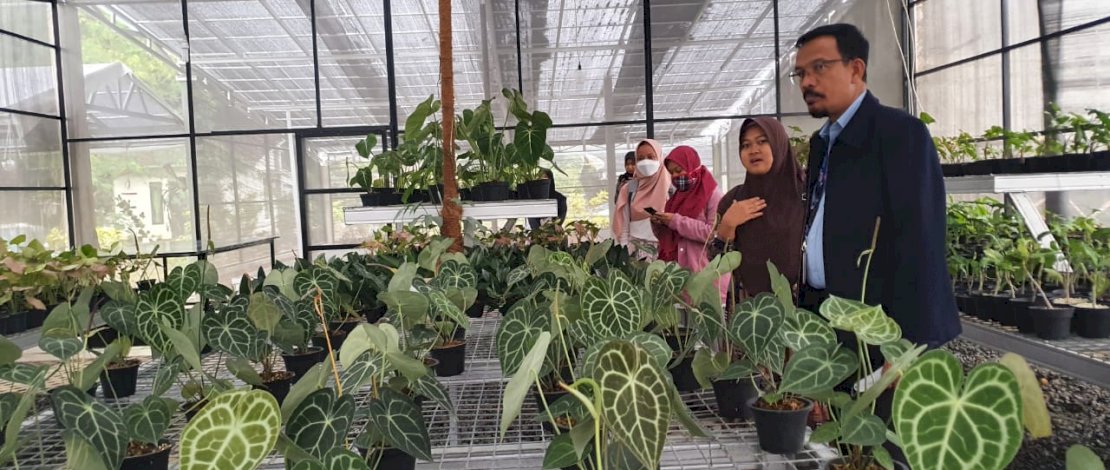 Nursery yang baru bergerak di bidang florikultura sejak Maret 2021 ini dikelola para milenial muda, bahkan ada yang tercatat masih pelajar SMA. Nursery yang baru bergerak di bidang florikultura sejak Maret 2021 ini dikelola para milenial muda, bahkan ada yang tercatat masih pelajar SMA.