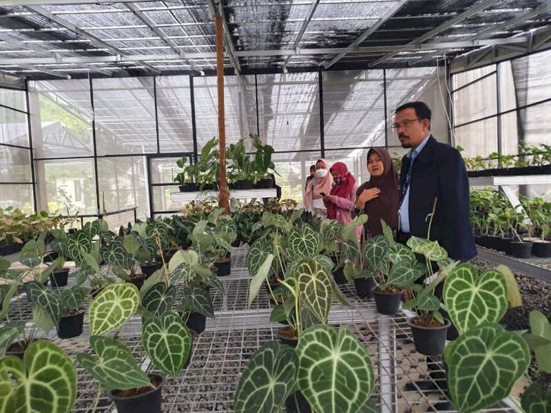 Geliat Ekspor Tanaman Hias Berdaun Indah dari Para Petani Milenial Bogor