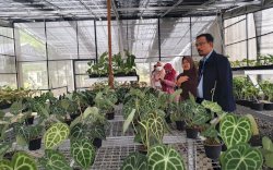 Geliat Ekspor Tanaman Hias Berdaun Indah dari Para Petani Milenial Bogor