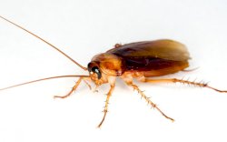 Rayakan Hari Valentine, Warga AS Namai Kecoa dengan Nama Pacar