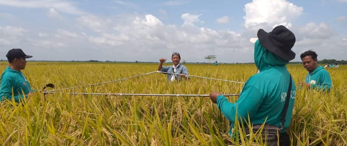 Petani di Kabupaten Bojonegoro yang terkena banjir akibat jebolnya tanggul Kali Ingas, anak Sungai Bengawan Solo di Desa Kedungprimpen, Kecamatan Kanor, Bojonegoro, Jawa Timur, 21 Januari 2022 lalu, tetap melakukan panen padi. Petani di Kabupaten Bojonegoro yang terkena banjir akibat jebolnya tanggul Kali Ingas, anak Sungai Bengawan Solo di Desa Kedungprimpen, Kecamatan Kanor, Bojonegoro, Jawa Timur, 21 Januari 2022 lalu, tetap melakukan panen padi.