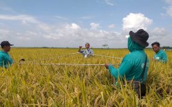 Gerak Cepat Kementan, Petani Bojonegoro Tetap Panen Meski Sempat Terkena Banjir