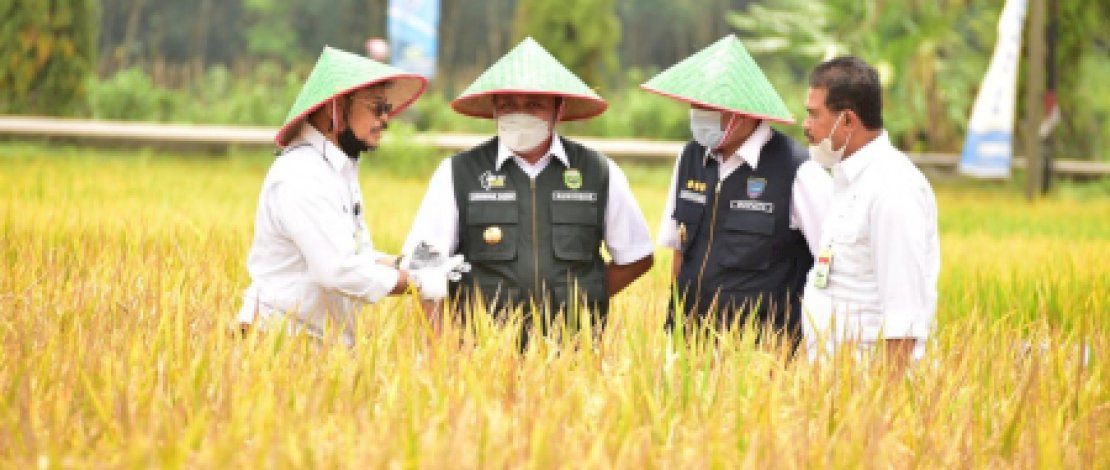 Kementerian Pertanian (Kementan) terus mengoptimalkan lahan rawa menjadi pertanian produktif, guna mendongkrak produksi pangan khususnya padi atau beras nasional.