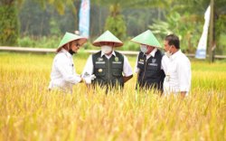 Dongkrak Produksi Beras, Kementan Optimalkan Potensi Lahan Rawa