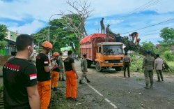 Brimob Bone Bersama SAR Gabungan Gerak Cepat Evakuasi Pohon Tumbang di Poros Bajoe