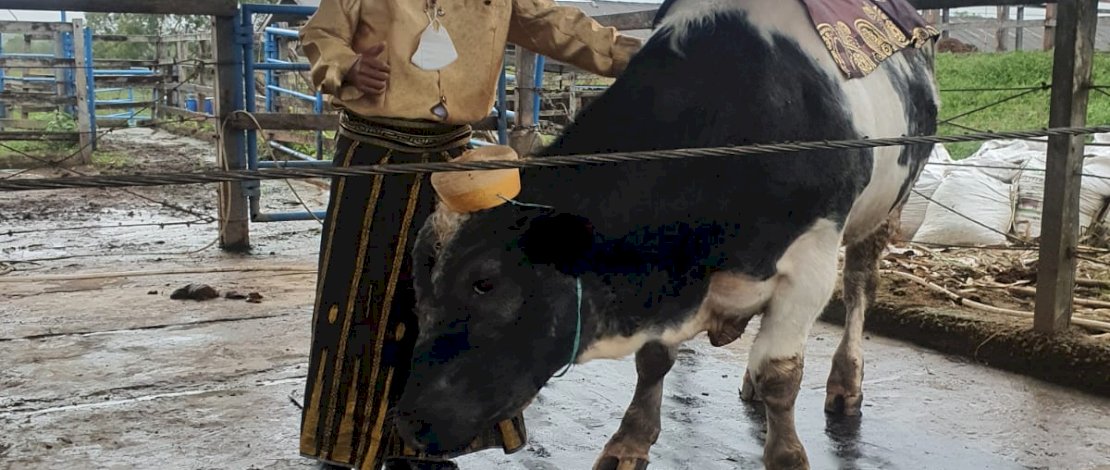 Petugas kandang dan sapi di Buls mengenakan baju adat, memeriahkan Hari Jadi Sidrap.