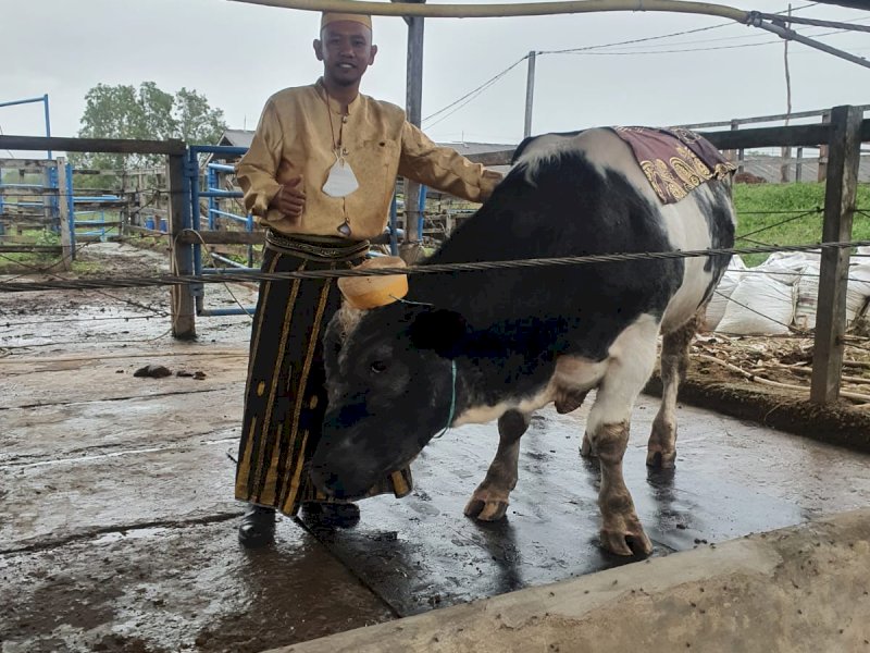 Petugas Kandang Hingga Sapi di BULS Kenakan Baju Adat Meriahkan Hari Jadi Sidrap