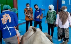 Lebih Berkualitas, Alasan Kenapa Harus Pilih Daging Sapi Berdikari