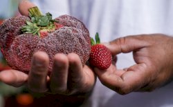 Dibekukan Setahun, Ini Penampakan Stroberi Terbesar di Dunia